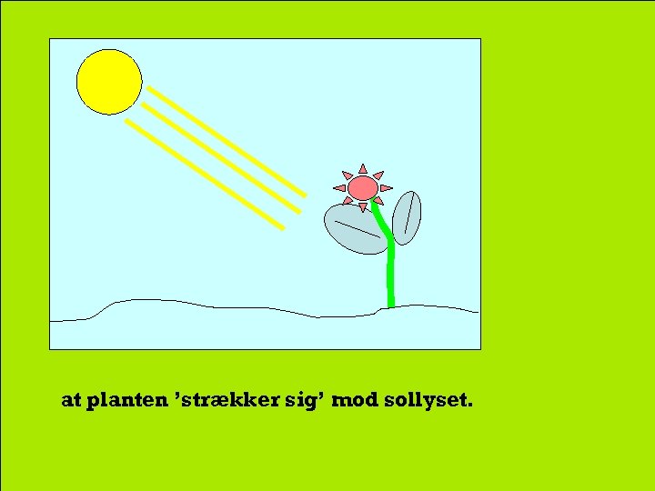 at planten ’strækker sig’ mod sollyset. 