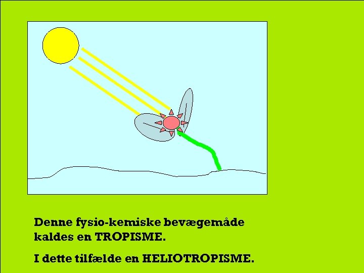 Denne fysio-kemiske bevægemåde kaldes en TROPISME. I dette tilfælde en HELIOTROPISME. 