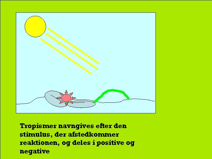 Tropismer navngives efter den stimulus, der afstedkommer reaktionen, og deles i positive og negative