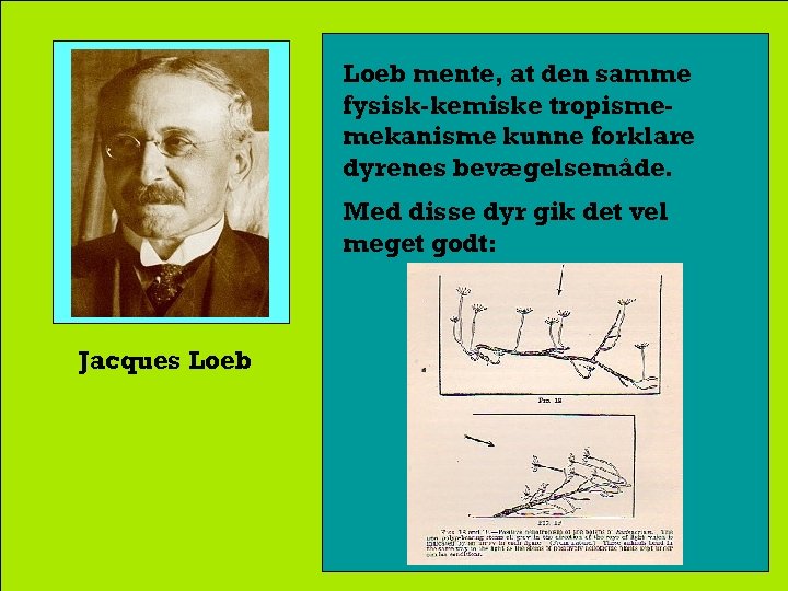 Loeb mente, at den samme fysisk-kemiske tropismemekanisme kunne forklare dyrenes bevægelsemåde. Med disse dyr