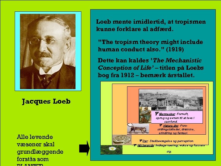 Loeb mente imidlertid, at tropismen kunne forklare al adfærd. ”The tropism theory might include