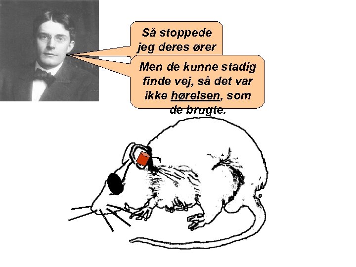 Så stoppede jeg deres ører til. Men de kunne stadig finde vej, så det