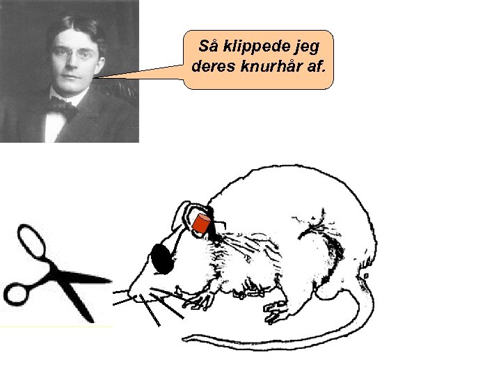 Så klippede jeg deres knurhår af. 