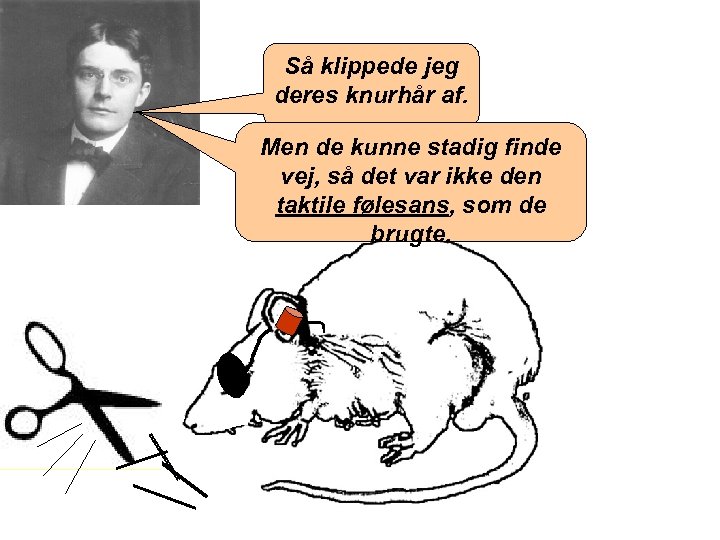 Så klippede jeg deres knurhår af. Men de kunne stadig finde vej, så det