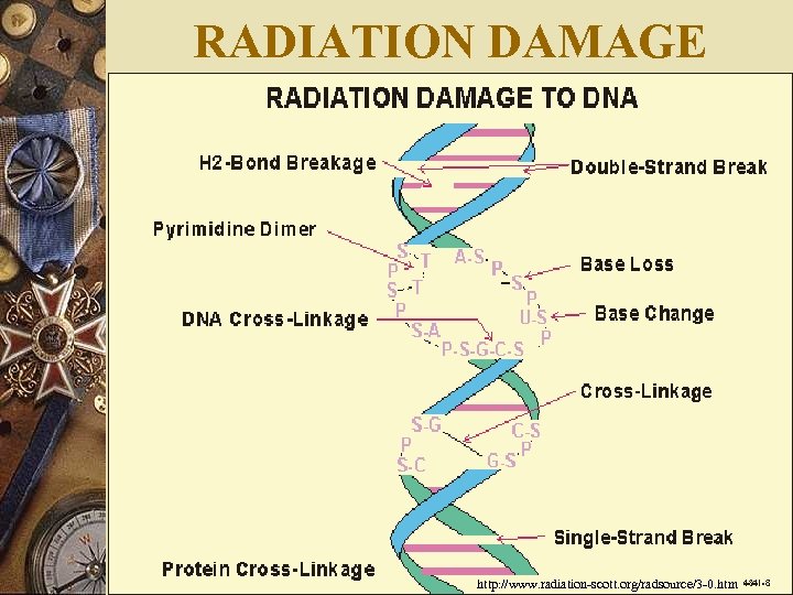 RADIATION DAMAGE http: //www. radiation-scott. org/radsource/3 -0. htm 