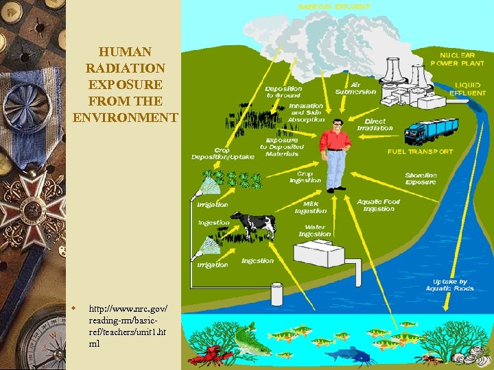 HUMAN RADIATION EXPOSURE FROM THE ENVIRONMENT w http: //www. nrc. gov/ reading-rm/basicref/teachers/unit 1. ht