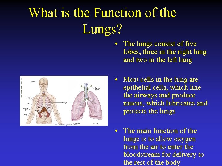 What is the Function of the Lungs? • The lungs consist of five lobes,