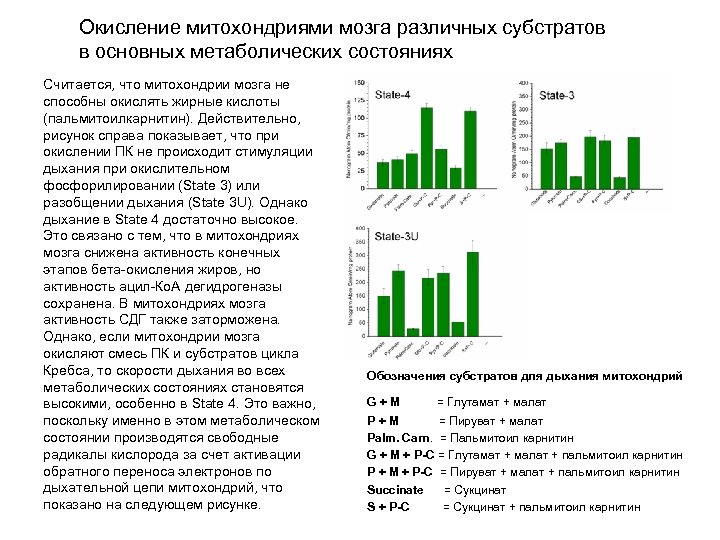 Окисление митохондриями мозга различных субстратов в основных метаболических состояниях Считается, что митохондрии мозга не