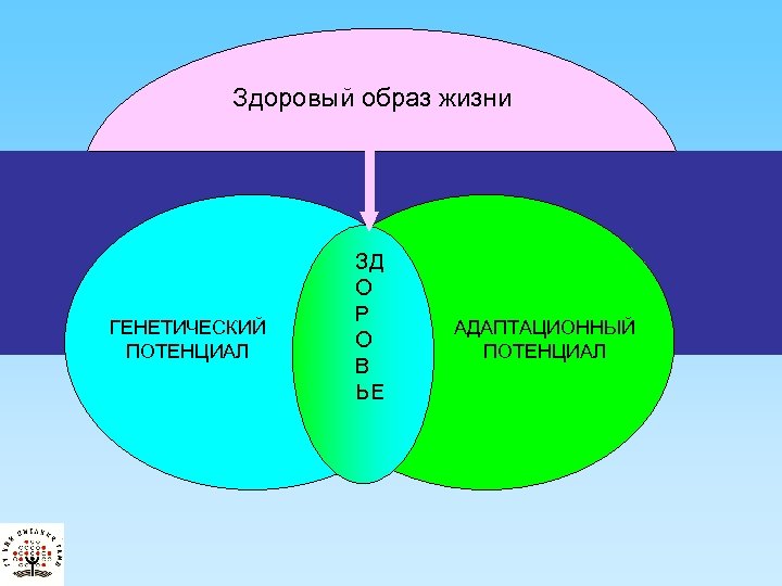 Адаптационный потенциал