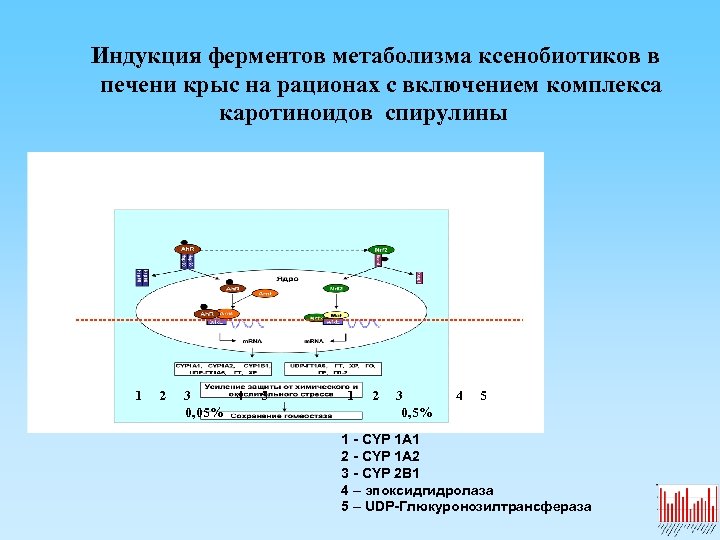  Индукция ферментов метаболизма ксенобиотиков в печени крыс на рационах с включением комплекса каротиноидов
