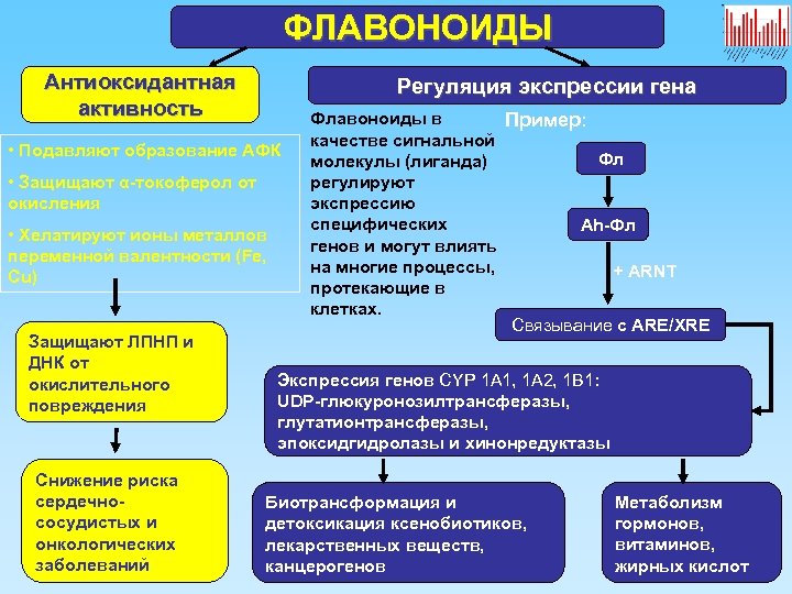 ФЛАВОНОИДЫ Антиоксидантная активность Регуляция экспрессии гена • Подавляют образование АФК • Защищают α-токоферол от