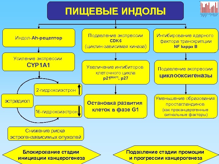 ПИЩЕВЫЕ ИНДОЛЫ Подавление экспрессии Индол-Ah-рецептор CDK 6 (циклин-зависимая киназа) Ингибирование ядерного фактора транскрипции NF