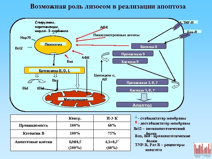 Возможная роль лизосом в реализации апоптоза Спирулина, каротиноиды, индол-3 -карбинол TNF-R АФК Fas-R Лизосомотропные