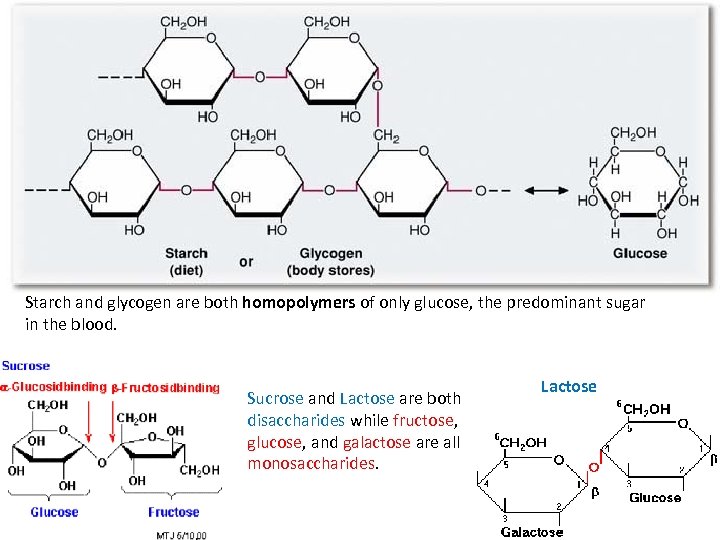 Starch and glycogen are both homopolymers of only glucose, the predominant sugar in the
