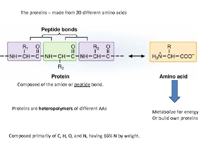 The proteins – made from 20 different amino acids Composed of the amide or