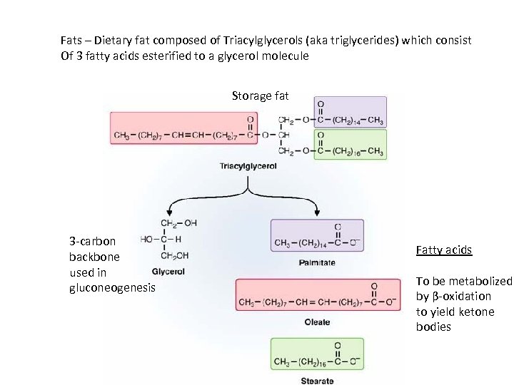 Fats – Dietary fat composed of Triacylglycerols (aka triglycerides) which consist Of 3 fatty