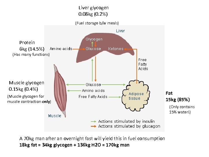 Liver glycogen 0. 08 kg (0. 2%) (Fuel storage b/w meals) Protein 6 kg