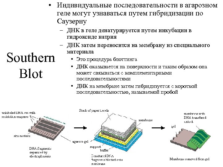 Саузерн блоттинг