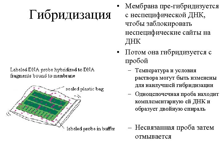 Гибридизация • Мембрана пре-гибридизуется с неспецифической ДНК, чтобы заблокировать неспецифические сайты на ДНК •