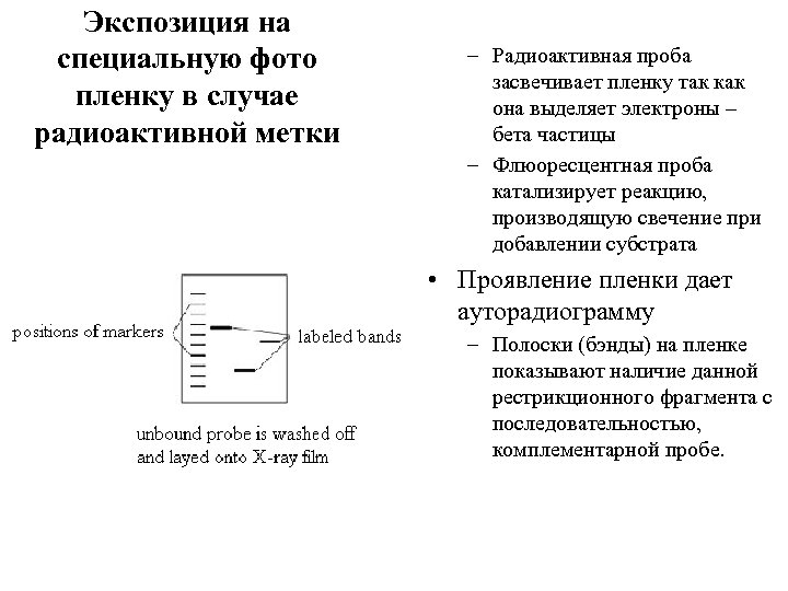 Экспозиция на специальную фото пленку в случае радиоактивной метки – Радиоактивная проба засвечивает пленку