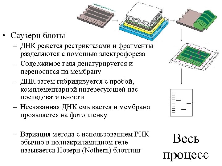  • Саузерн блоты – ДНК режется рестриктазами и фрагменты разделяются с помощью электрофореза