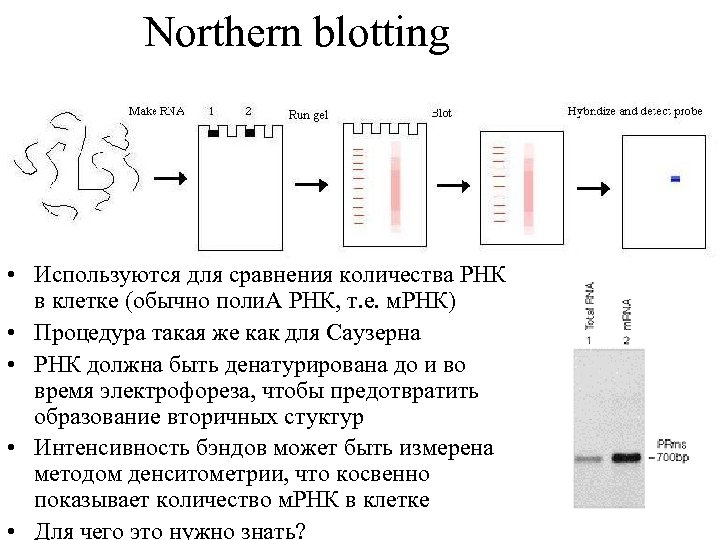 Саузерн блоттинг