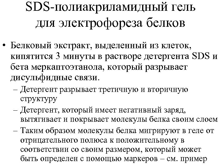 SDS-полиакриламидный гель для электрофореза белков • Белковый экстракт, выделенный из клеток, кипятится 3 минуты