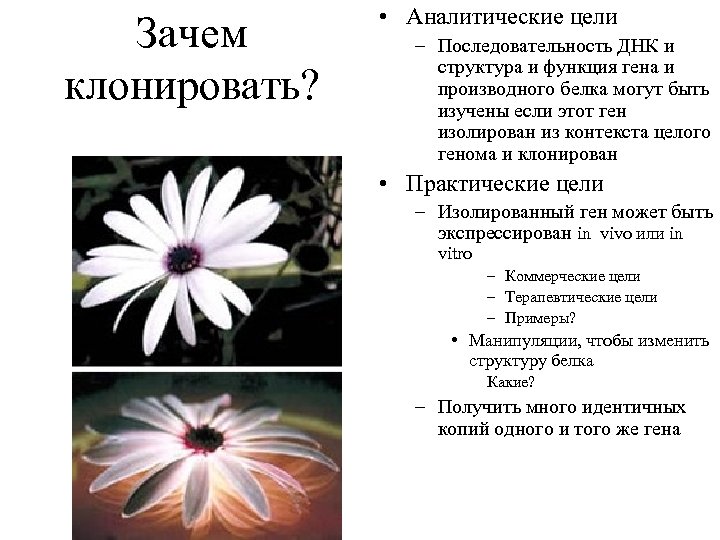 Зачем клонировать? • Аналитические цели – Последовательность ДНК и структура и функция гена и