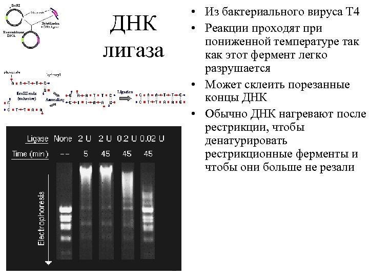 ДНК лигаза • Из бактериального вируса T 4 • Реакции проходят при пониженной температуре