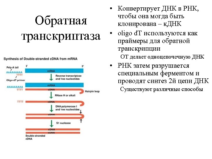 Обратная транскриптаза • Конвертирует ДНК в РНК, чтобы она могда быть клонирована – к.