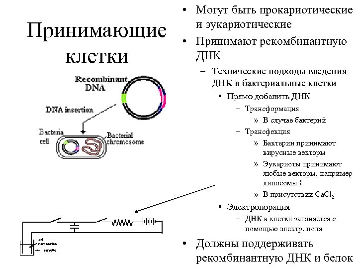 Принимающие клетки • Могут быть прокариотические и эукариотические • Принимают рекомбинантную ДНК – Технические