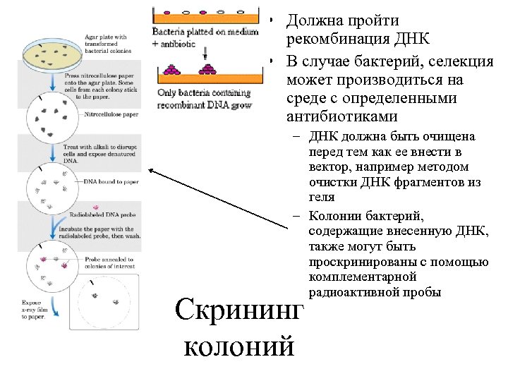  • Должна пройти рекомбинация ДНК • В случае бактерий, селекция может производиться на
