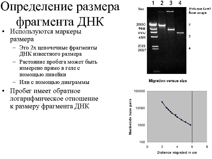 Определение размера фрагмента ДНК • Используются маркеры размера – Это 2 х цепочечные фрагменты