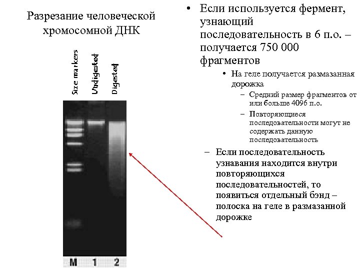 Разрезание человеческой хромосомной ДНК • Если используется фермент, узнающий последовательность в 6 п. о.