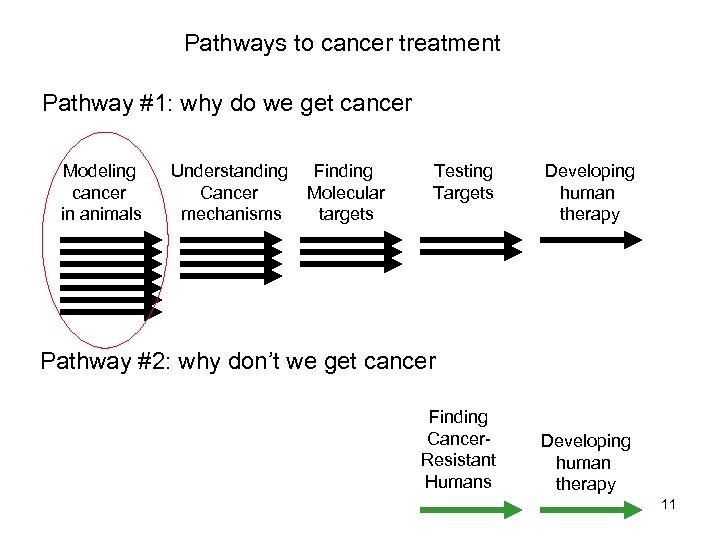 Pathways to cancer treatment Pathway #1: why do we get cancer Modeling cancer in