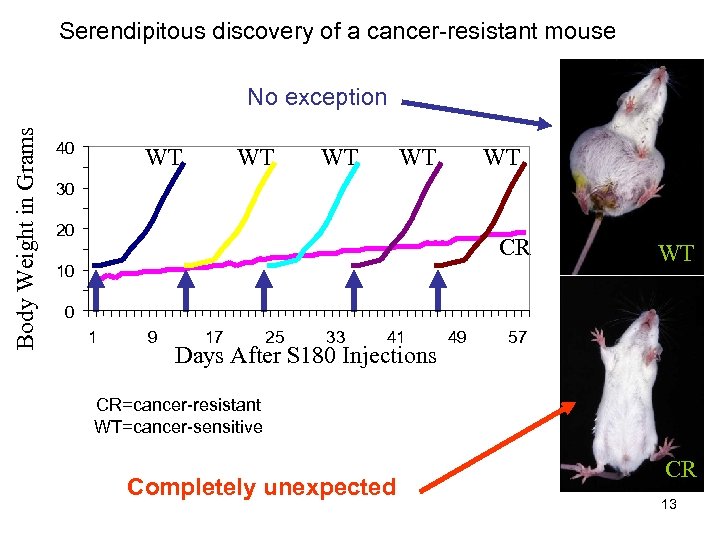 Serendipitous discovery of a cancer-resistant mouse Body Weight in Grams No exception 40 WT