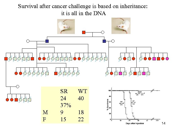 Survival after cancer challenge is based on inheritance: it is all in the DNA