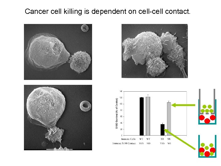 Cancer cell killing is dependent on cell-cell contact. 17 