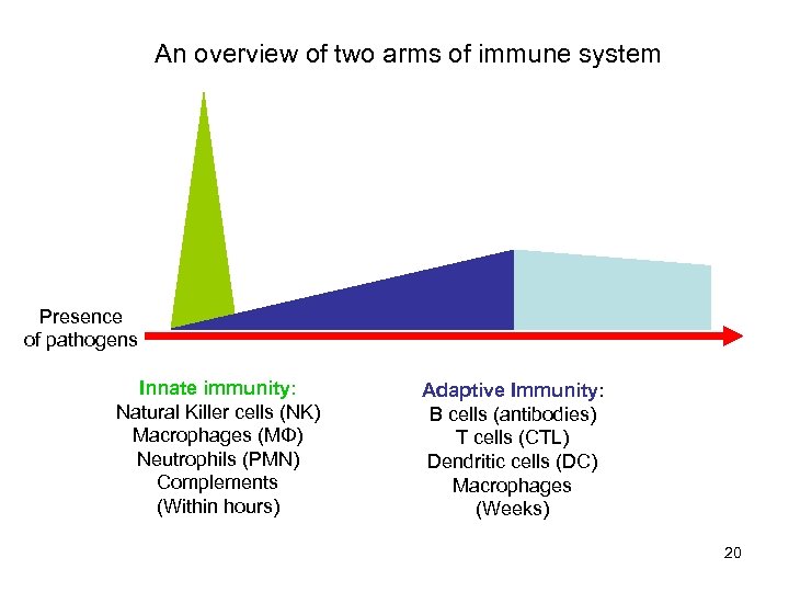 An overview of two arms of immune system Presence of pathogens Innate immunity: Natural