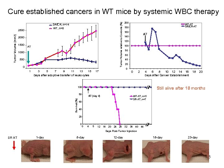 SR/CR, n=14 WT, n=8 2500 Tumor Volume (mm 3) Tumor Volume relative to Controls