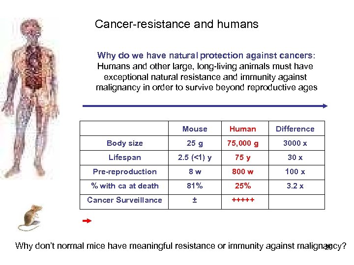 Cancer-resistance and humans Why do we have natural protection against cancers: Humans and other