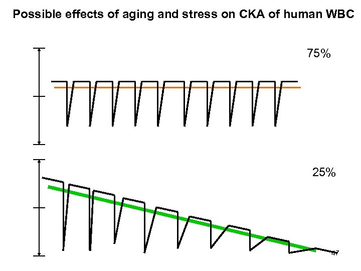 Possible effects of aging and stress on CKA of human WBC 75% 25% 47