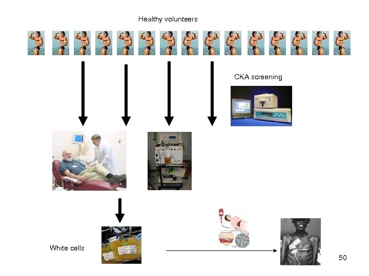Healthy volunteers CKA screening White cells 50 