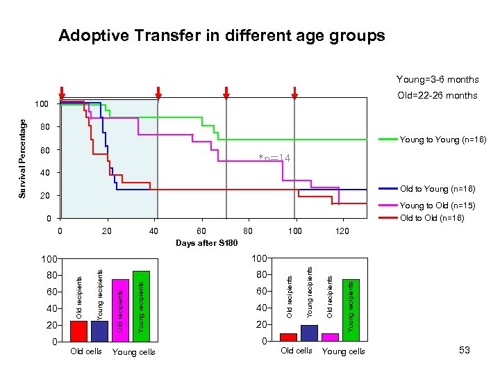 Adoptive Transfer in different age groups Young=3 -6 months Old=22 -26 months 80 Young