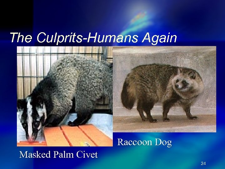 The Culprits-Humans Again Raccoon Dog Masked Palm Civet 24 