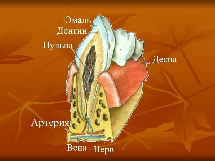 Эмаль Дентин Пульпа Десна Артерия Вена Нерв 