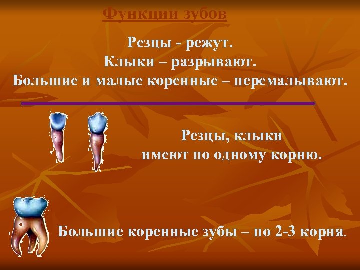 Функции зубов Резцы - режут. Клыки – разрывают. Большие и малые коренные – перемалывают.