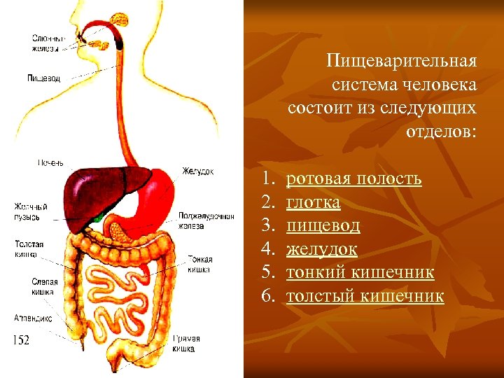 1. 2. 3. 4. 5. 6. Пищеварительная система человека состоит из следующих отделов: ротовая