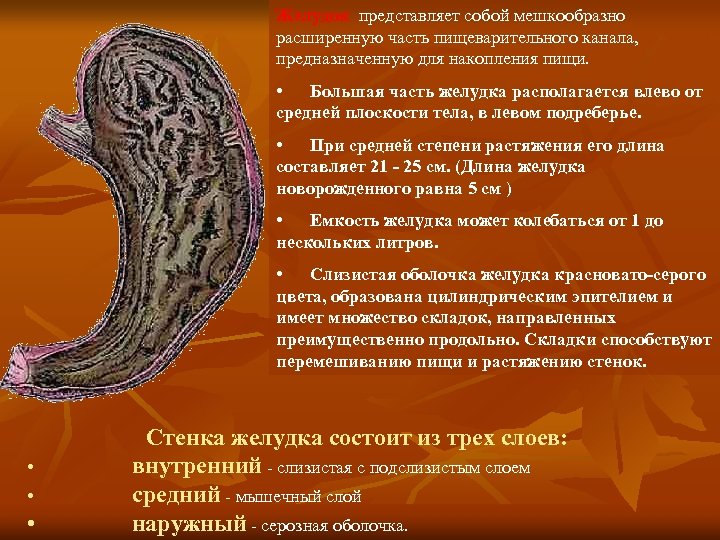 Желудок представляет собой мешкообразно расширенную часть пищеварительного канала, предназначенную для накопления пищи. • Большая