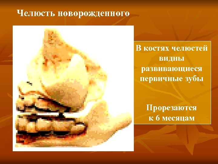 Челюсть новорожденного В костях челюстей видны развивающиеся первичные зубы Прорезаются к 6 месяцам 